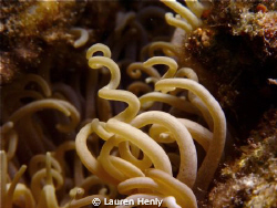 curly anemone by Lauren Henly 
